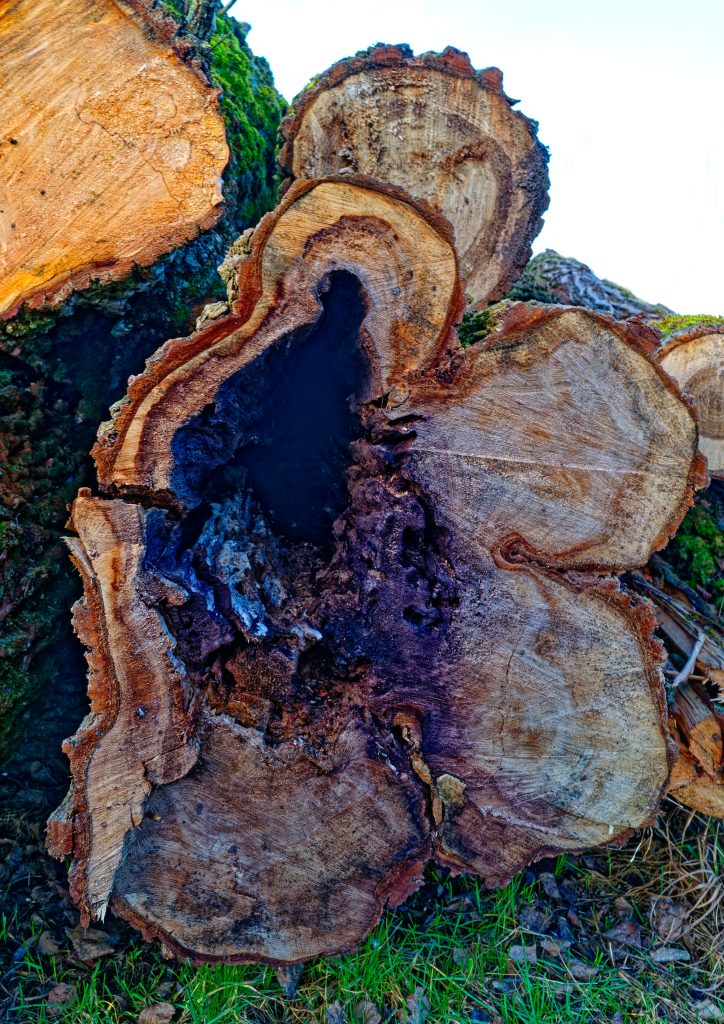 Violet Wood - Uwe Gaasch - Architekturfotografie und Fotokunst